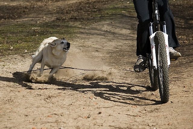 dog attacking cyclist