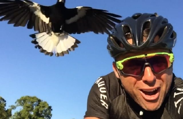 cyclist attacked by magpie