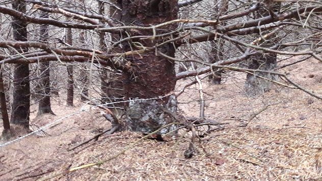 barbed wire trap mtb trail