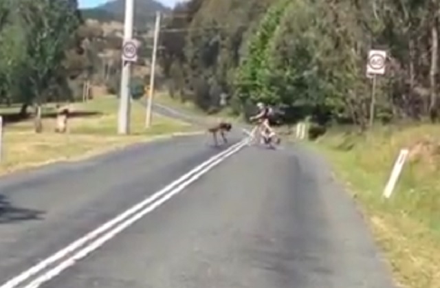 emu attacks cyclist