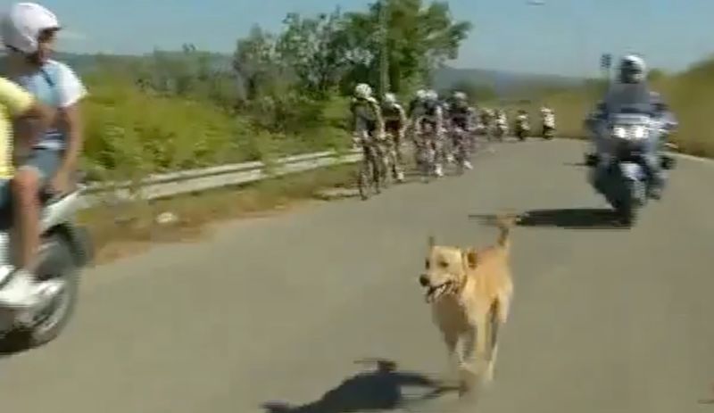 dog in the peloton