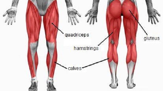 muscles used cycling