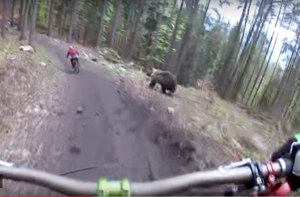 cyclist vs bear