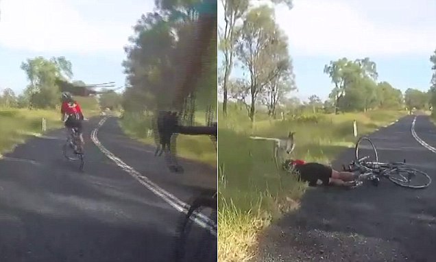 kangaroo cyclist
