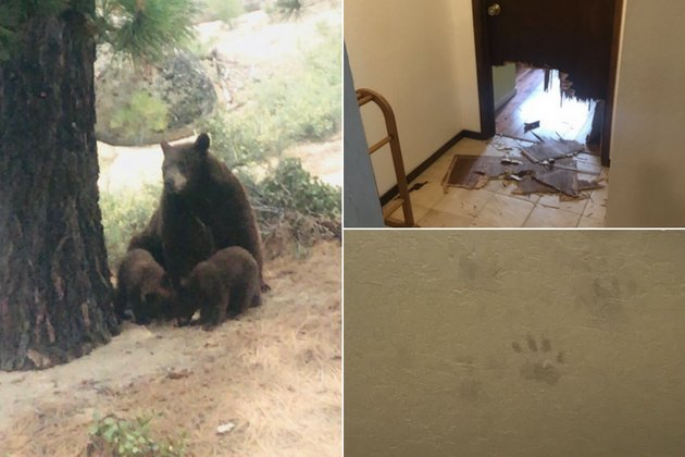 bear breaks in Quick Step training camp house