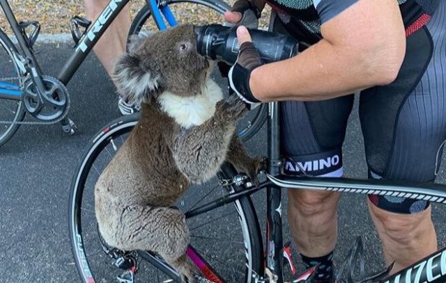 thirsty koala thirsty koala